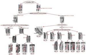 1 копейка 1937 года. Реверс А, Б, В, Г, Д, Е, М, Н, П, Р, С, Т, У, Ф, Х.